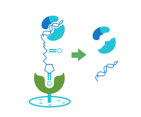 Nucleic acid and protein interaction service